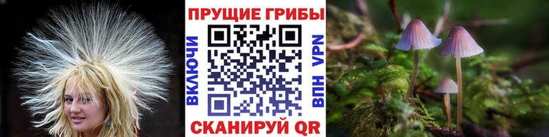 купить наркотики сайты  KRAKEN ТОР  Псилоцибиновые грибы мицелий  Славянск-на-Кубани 